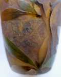 DAUM - Vase à décor de rosiers couvre-sol - vers 1910 (signature). Daum