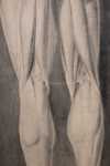 Léon HORNECKER Ecorché (arrière) - dessin (détail). Léon Hornecker