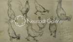 Lothar VON SEEBACH Etude de poules crayon, 12x20cm. SbD. Lothar von Seebach