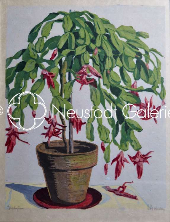 Paul Leschhorn - Schlumbergera rouge (Cactus de Noël)